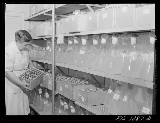 Cold storage of spotted fever and typhus fever vaccines. Vaccine in large flasks is the finished product waiting to be bottled. USPHS (United States Public Health Service)  Rocky Mountain Laboratory, Hamilton, Montana