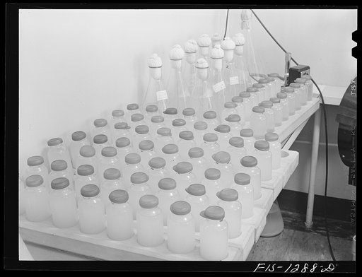 Typhus vaccine to be bottled. USPHS (United States Public Health Service)  Rocky Mountain Laboratory, Hamilton, Montana