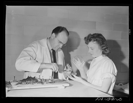 Dr. Cox removing brain of typhus-infected guinea pig. USPHS (United States Public Health Service)  Rocky Mountain Laboratory, Hamilton, Montana