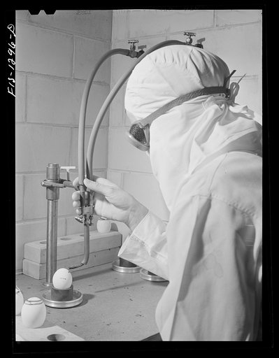 Using acetylene torch to remove tops of eggs under completely sterile conditions. These eggs have been innoculated with yellow fever vaccine virus. USPHS (United States Public Health Service)  Rocky Mountain Laboratory, Hamilton, Montana