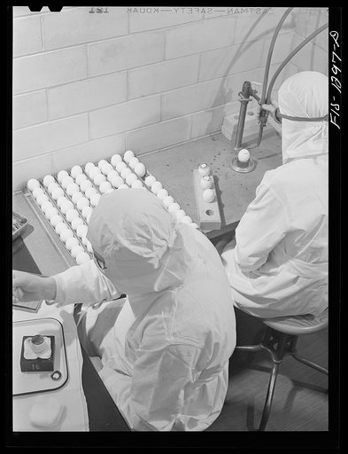 Harvesting embryos containing yellow fever vaccine virus. Tops of eggs are removed by means of acetylene torch under completely sterile conditions. USPHS (United States Public Health Service)  Rocky Mountain Laboratory, Hamilton, Montana
