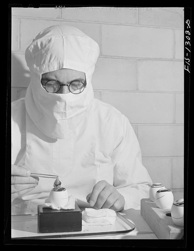 Harvesting embryos containing yellow fever vaccine virus. USPHS (United States Public Health Service)  Rocky Mountain Laboratory. Hamilton, Montana