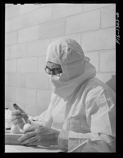 Innoculating eggs with yellow fever vaccine virus. USPHS (United States Public Health Service)  Rocky Mountain Laboratory. Hamilton, Montana