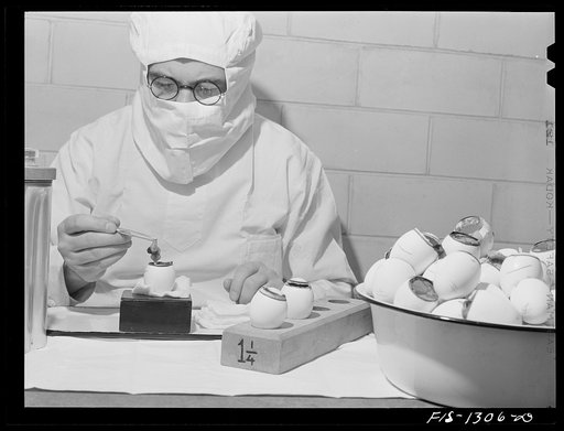 Harvesting embryos containing yellow fever vaccine virus. USPHS (United States Public Health Service)  Rocky Mountain Laboratory. Hamilton, Montana