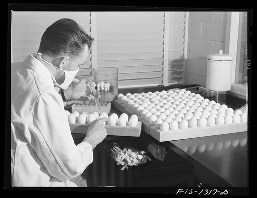 Innoculating eggs with louse-borne typhus germs. USPHS (United States Public Health Service)  Rocky Mountain Laboratory. Hamilton, Montana