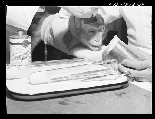 Testing yellow fever serum by injecting into brain of monkey. USPHS (United States Public Health Service)  Rocky Mountain Laboratory. Hamilton, Montana