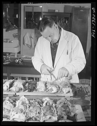 Performing autopsy on tularemia-infected guinea pigs. Water from suspected mountain streams had been injected into them. USPHS (United States Public Health Service)  Rocky Mountain Laboratory. Hamilton, Montana