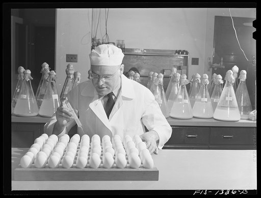 Doctor Herrald R. Cox who developed the method of producing typhus vaccine from eggs. USPHS (United States Public Health Service)  Rocky Mountain Laboratory. Hamilton, Montana