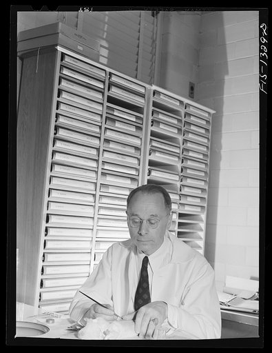 Doctor Gordon E. Davis of the Department of Bacteriology feeding ticks on a guinea pig