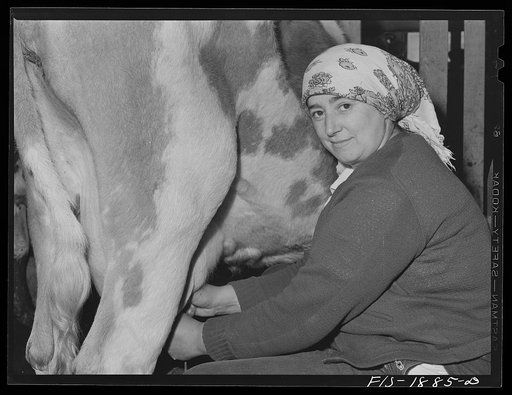 Portuguese woman who works on the dairy farm belonging to Mr. John Oliveira near San Leandro, California