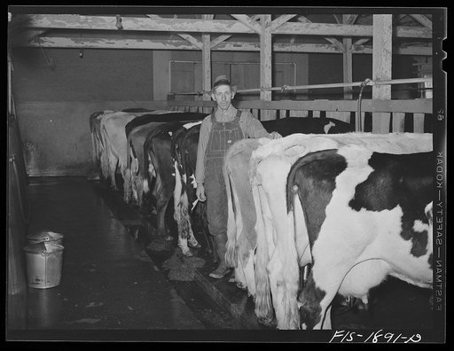 Untitled photo, possibly related to: Mr. John Oiveira, a dairy farmer near San Leandro, California. His parents were born in Portugal but he and his son, Mr. A.J. Oliveira, who is cashier of First National Bank of San Leandro, were born in the United States. The Portuguese people have become importa