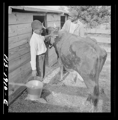 Newport News, Virginia. Negro shipyard worker and one of his sons going to milk