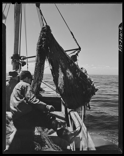 Provincetown, Massachusetts. Aboard the Frances and Marion, a Portuguese drag trawler, fishing off Cape Cod. Hauling the trawl aboard