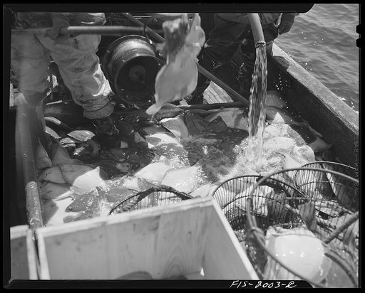 Provincetown, Massachusetts. Aboard the Frances and Marion, a Portuguese drag trawler off Cape Cod. After unmarketable fish have been thrown overboard, the catch is washed down with saltwater and iced in the hold