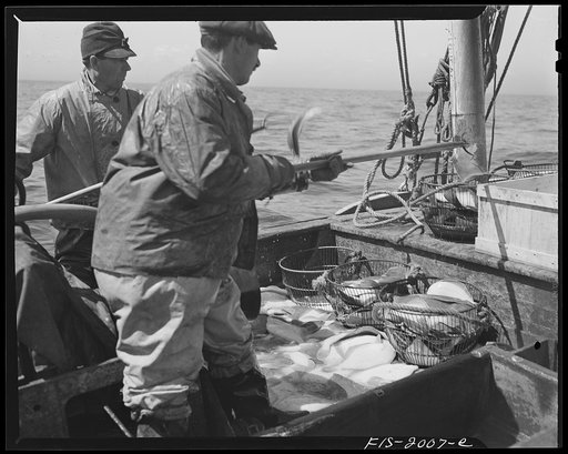 Provincetown, Massachusetts. Aboard the Frances and Marion, a Portuguese drag trawler, fishing off Cape Cod. Pitching the catch into metal baskets, to be lowered into the hold for icing
