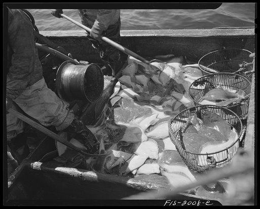 Provincetown, Massachusetts. Aboard the Frances and Marion, a Portuguese drag trawler, fishing off Cape Cod. Pitching the catch into metal baskets, to be lowered into the hold for icing