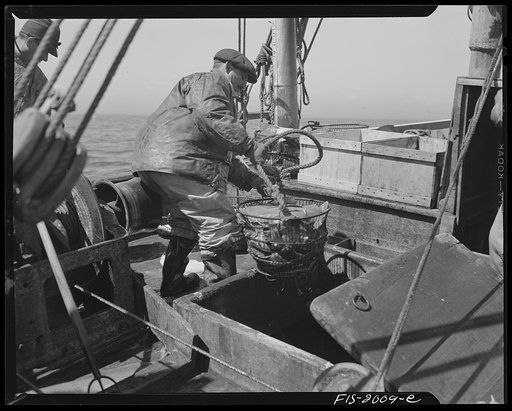 Provincetown, Massachusetts. Aboard the Frances and Marion, a Portuguese drag trawler, fishing off Cape Cod. Lowering fish into the ice hold