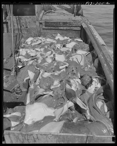 Provincetown, Massachusetts. Aboard the Frances and Marion, a Portuguese drag trawler, fishing off Cape Cod. The catch of a haul