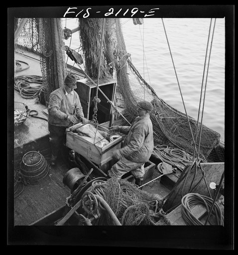 Provincetown, Massachusetts. Hoisting fish from the ice hold of a Portuguese trawler to the packing house dock