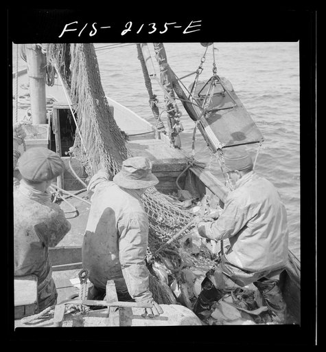Provincetown, Massachusetts. Aboard the Frances and Marion, a Portuguese drag trawler, fishing off Cape Cod. The trawl coming aboard