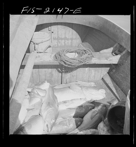 Provincetown, Massachusetts. Codfish in the bilge of a Portuguese fishing dory
