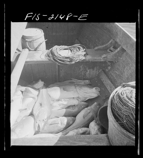 Untitled photo, possibly related to: Provincetown, Massachusetts. Codfish in the bilge of a Portuguese fishing dory