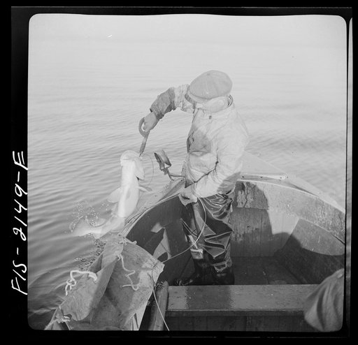 Provincetown, Massachusetts. Gaffing a cod on a Portuguese fishing dory