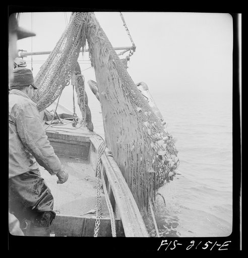 Hauling in the trawl aboard a Portuguese drag boat off Cape Cod, Massachusetts
