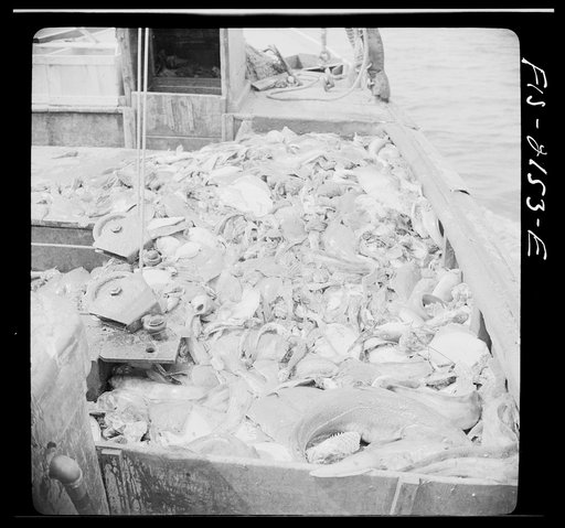 Harvest of a trawl aboard a Portuguese drag boat off Cape Cod, Massachusetts