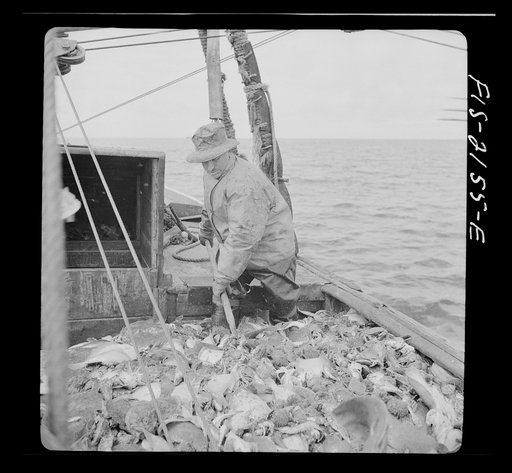 Harvest of a trawl aboard a Portuguese drag boat off Cape Cod, Massachusetts