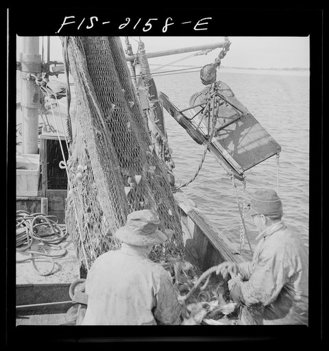 Untitled photo, possibly related to: Provincetown, Massachusetts. Aboard the Frances and Marion, a Portuguese drag trawler, fishing off Cape Cod. The trawl coming aboard