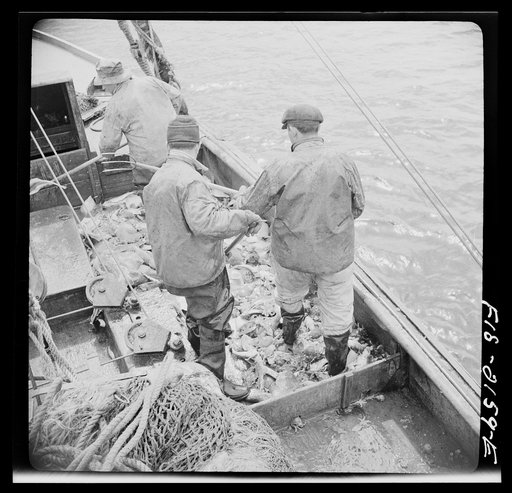 Untitled photo, possibly related to: Provincetown, Massachusetts. Aboard the Frances and Marion, a Portuguese drag trawler, fishing off Cape Cod. The trawl coming aboard