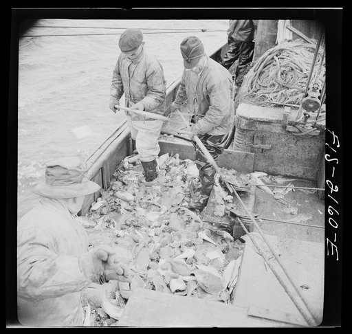 Untitled photo, possibly related to: Provincetown, Massachusetts. Aboard the Frances and Marion, a Portuguese drag trawler, fishing off Cape Cod. The trawl coming aboard