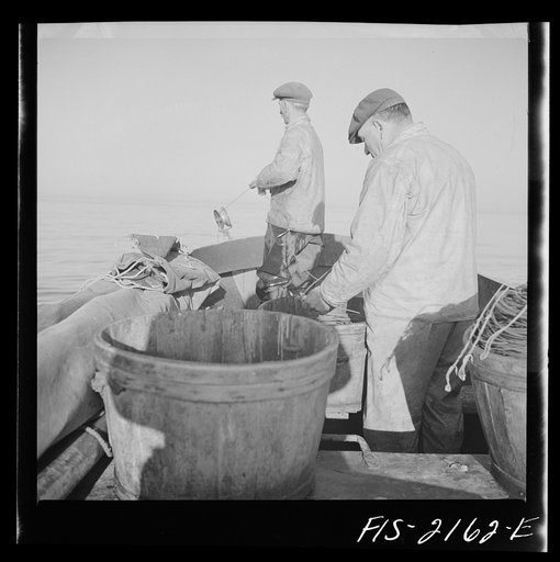 Untitled photo, possibly related to: Hauling in the trawl aboard a Portuguese fishing dory off Cape Cod, Massachusetts