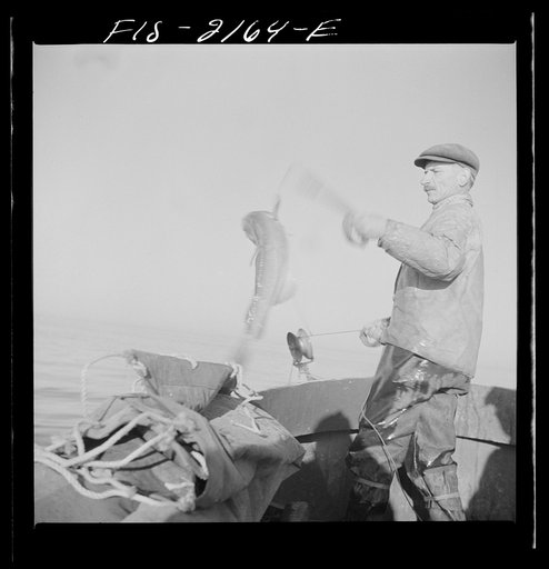 Untitled photo, possibly related to: Hauling in a cod aboard a Portuguese fishing dory off Cape Cod, Massachusetts