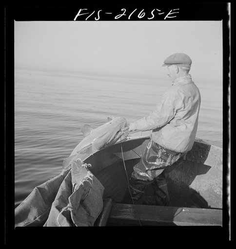 Hauling in a cod aboard a Portuguese fishing dory off Cape Cod, Massachusetts