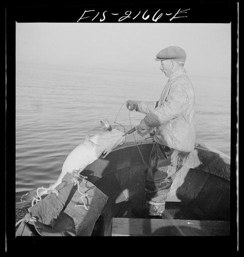 Hauling in a cod aboard a Portuguese fishing dory off Cape Cod, Massachusetts