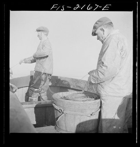 Hauling in the trawl aboard a Portuguese fishing dory off Cape Cod, Massachusetts