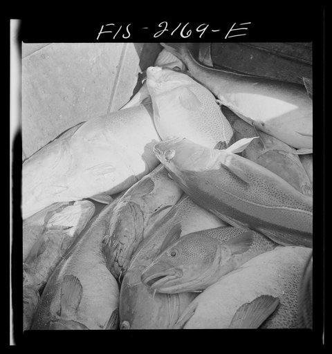 The catch aboard a Portuguese dory off Cape Cod, Massachusetts