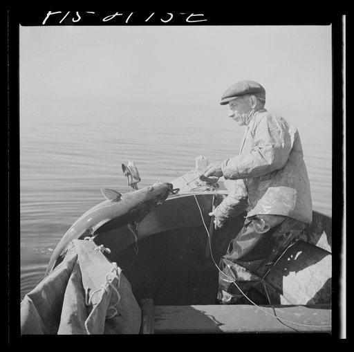 Hauling in a cod aboard a Portuguese fishing dory off Cape Cod, Massachusetts