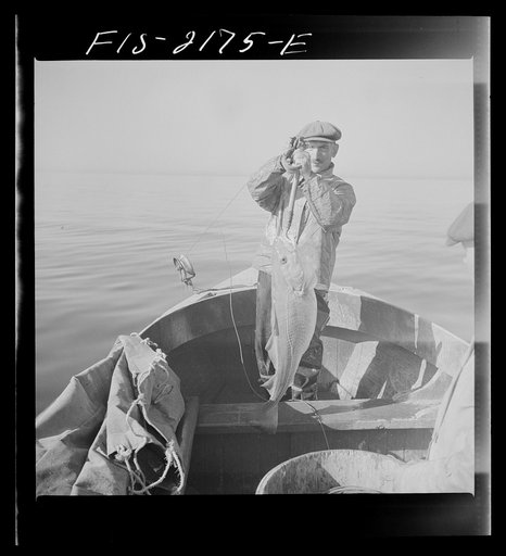 Hauling in a cod aboard a Portuguese fishing dory off Cape Cod, Massachusetts
