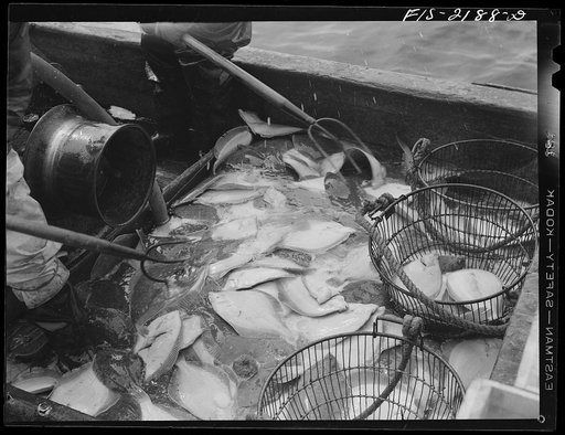 Provincetown, Massachusetts. The "catch" of a dragnet trawler being pitched into baskets before lowering into the hold for "icing"