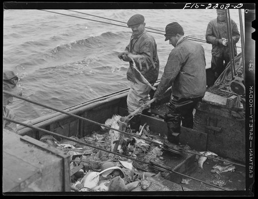 Provincetown, Massachusetts. The "catch" of a dragnet being cleared of debris and unmarketable fish before stowing in the hold