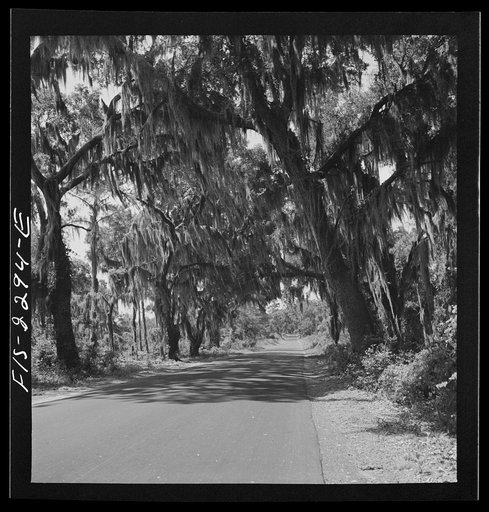 Parris Island, South Carolina. Spanish moss covered trees along the road to the U.S. Marine Corps glider detachment training camp
