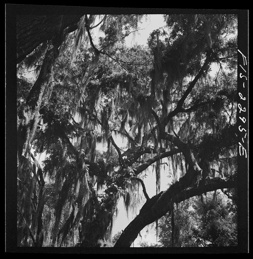 Parris Island, South Carolina. Spanish moss covered trees along the road to the U.S. Marine Corps glider detachment training camp