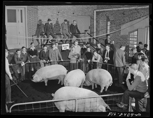 High school students judging hogs at the Iowa High School Agricultural Congress at Iowa State College. Ames, Iowa