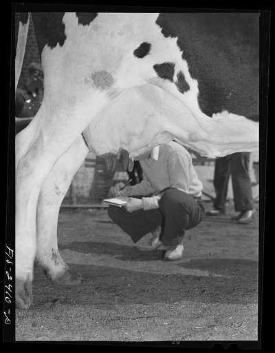 Untitled photo, possibly related to: Fifteen-year-old James Sebrun, high school student from Manning, Iowa during cattle judging at the Iowa High School Agricultural Congress at Iowa State College. Ames, Iowa