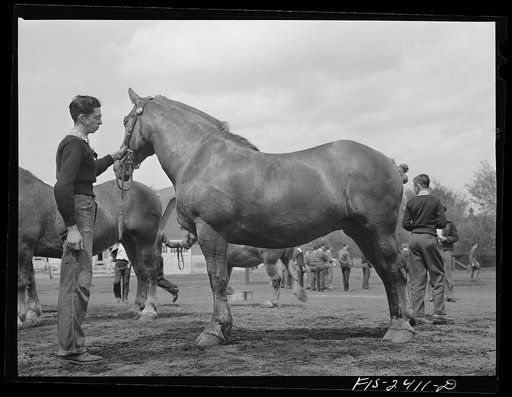 A Percheron mare on exhibition at the Iowa High School Agricultural Congress at Iowa State College. Ames, Iowa