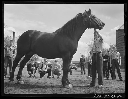 Judging horses at the Iowa High School Agricultural Congress. Under the horse from left to right are: Bobby Webster, Adel High School, Iowa; Alfred Ashby, Gravell High School, Iowa; John Wilson, Denmark High School, Iowa. They are examining a Percheron mare. Iowa State College, Ames, Iowa