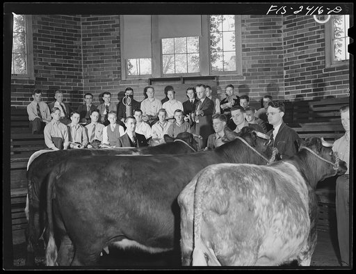 Professor A.F. LaGrange with his sophmore class in animal husbandry. They are examining some purebreed shorthorns in their study of breeds of cattle. Out of his class of thirty-two, only six do not live on farms. About half the class came from outside the state of Iowa. Some of the states represente